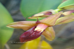 Bulbophyllum fuscopurpureum